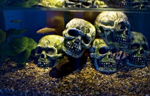 SKUMMELT: I det opplyste akvariet har fiskene selskap av hodeskaller. FOTO: Eirik Brekke